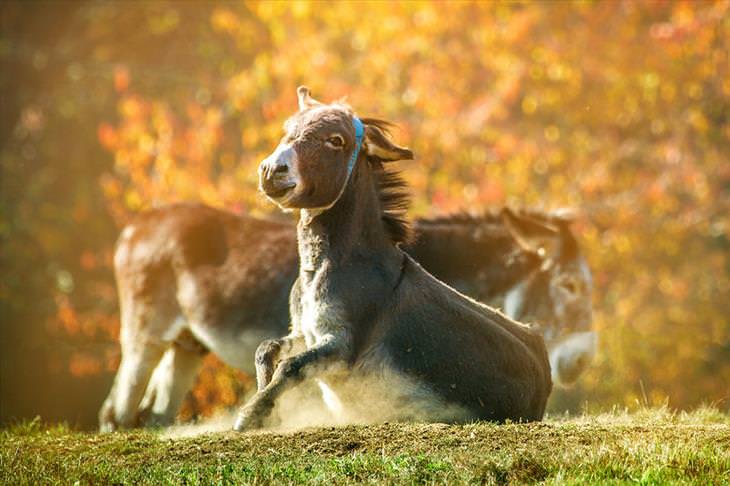 Donkey Sanctuary 