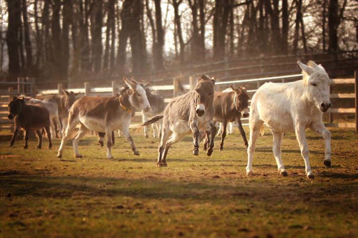 Donkey Sanctuary 