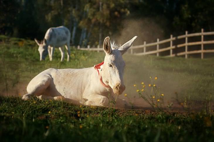 Donkey Sanctuary 