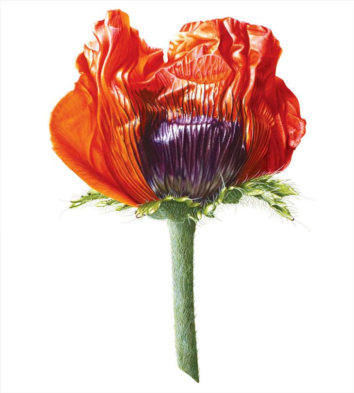 Poppy Watercolor