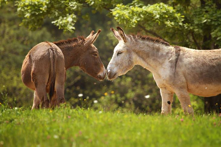 Donkey Sanctuary 