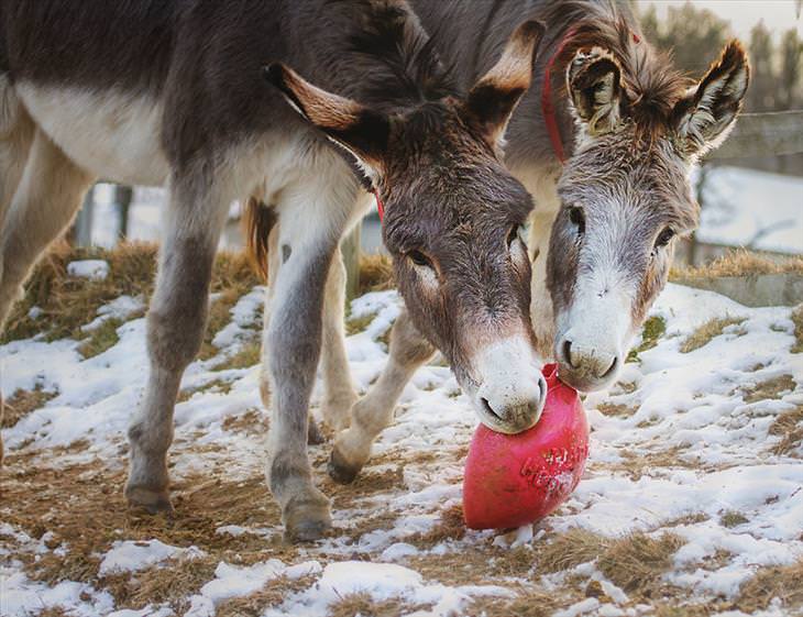 Donkey Sanctuary 