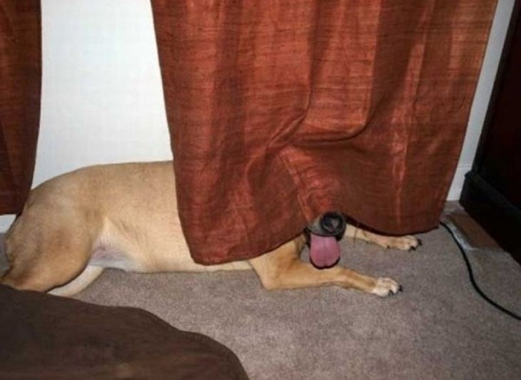 Hiding Animals 