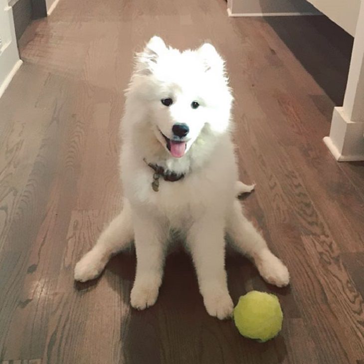 Samoyed