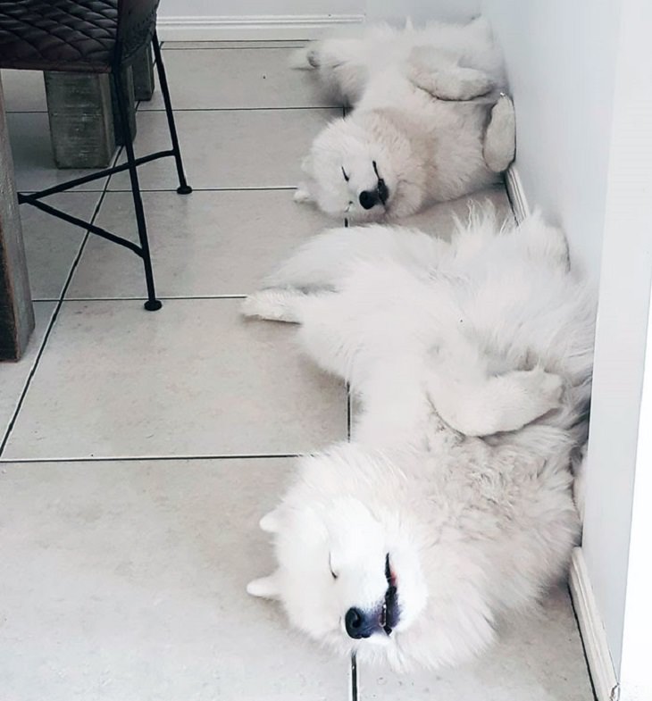 Samoyed