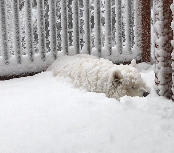 Samoyed