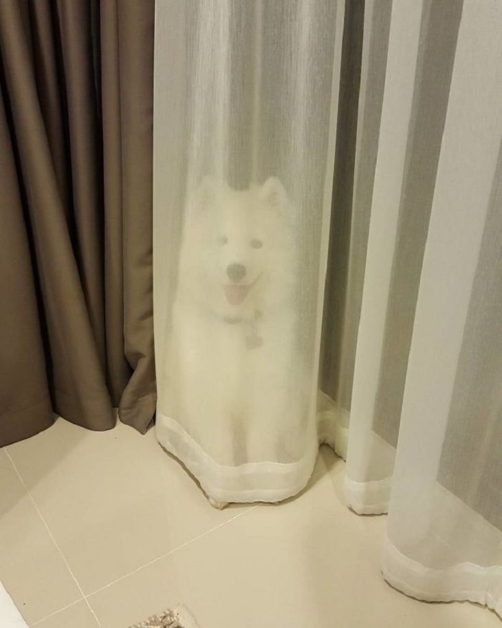 Samoyed