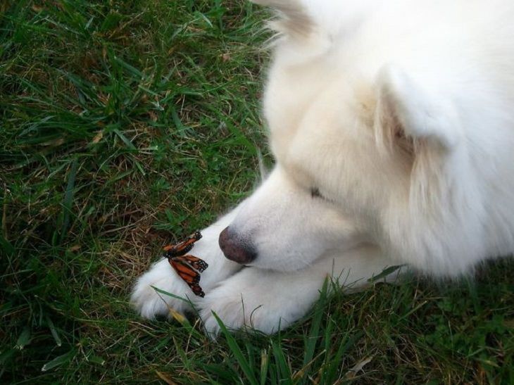 Samoyed