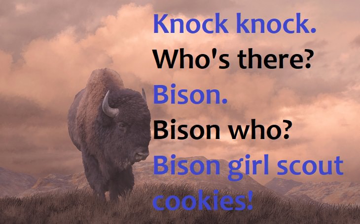 Knock knock.  Who’s there?  Bison.  Bison who?  Bison girl scout cookies! - lame knock knock jokes