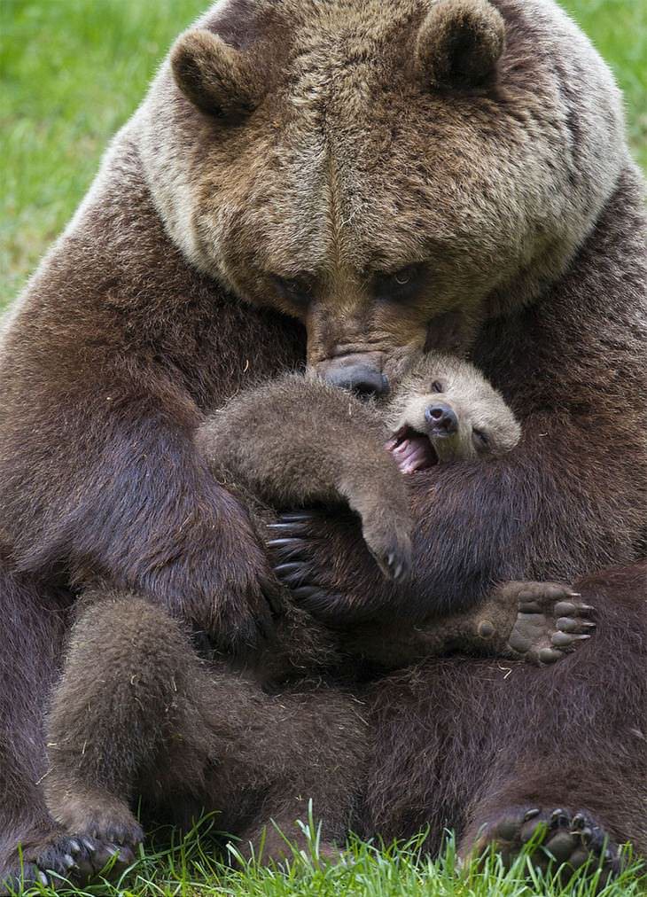 bears