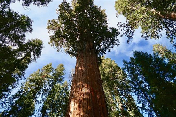 A huge Sequoia