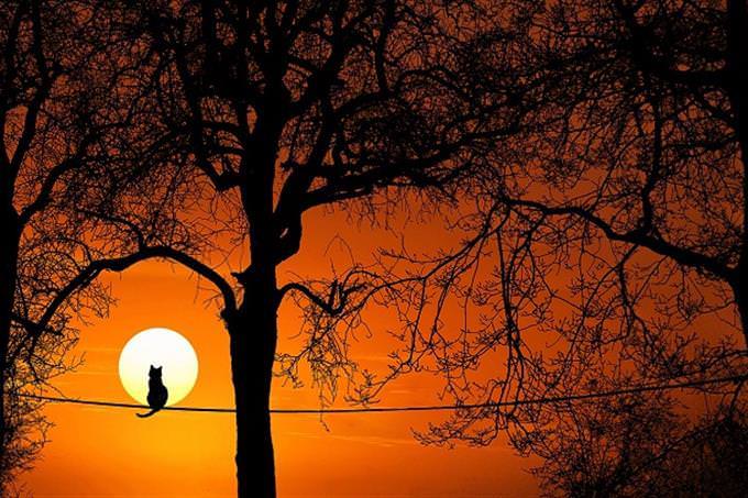 A cat sitting on a branch and looking at the sunset