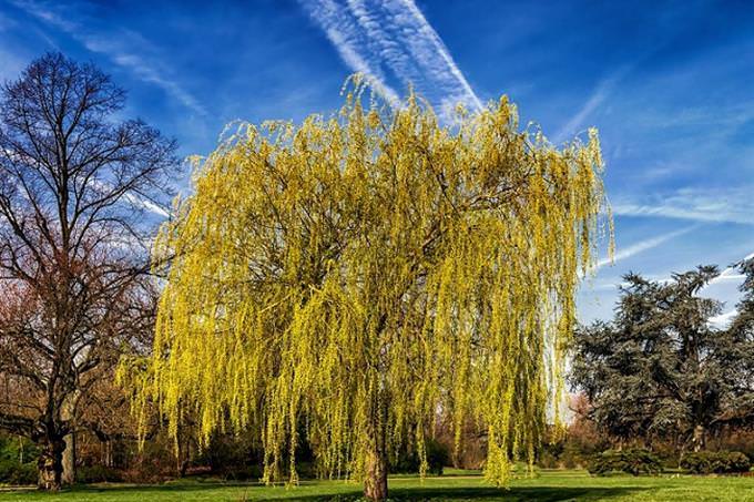 Weeping Willow