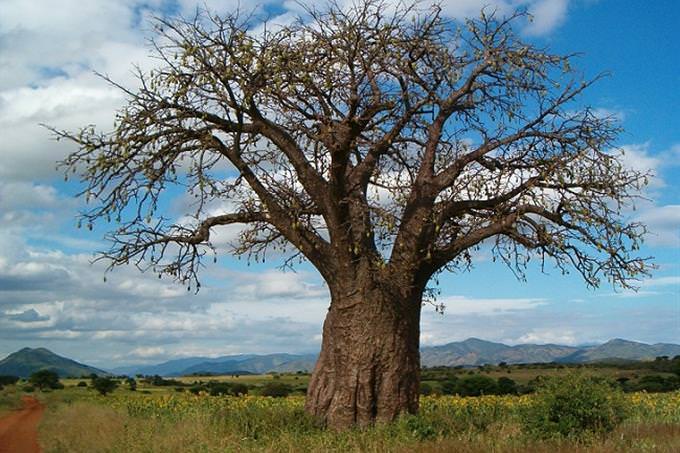 A baobab tree