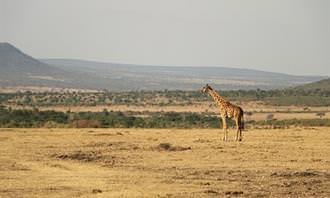 A giraffe in the savannah