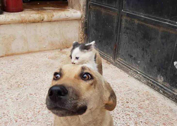 Cat and Dog Friendship