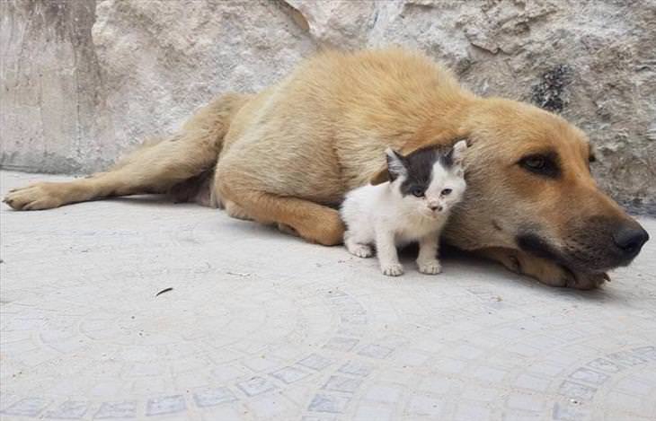 Cat and Dog Friendship