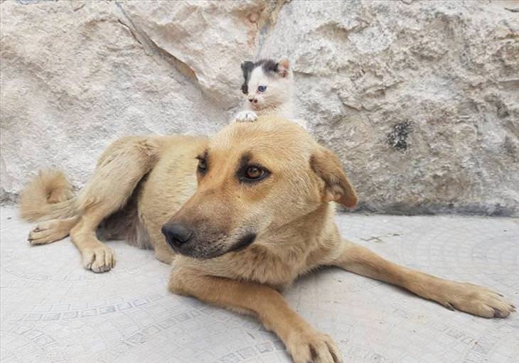 Cat and Dog Friendship