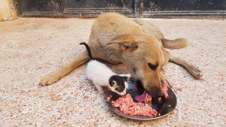 Cat and Dog Friendship