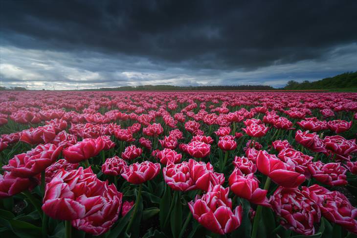 Stunning Tulip Photographs 