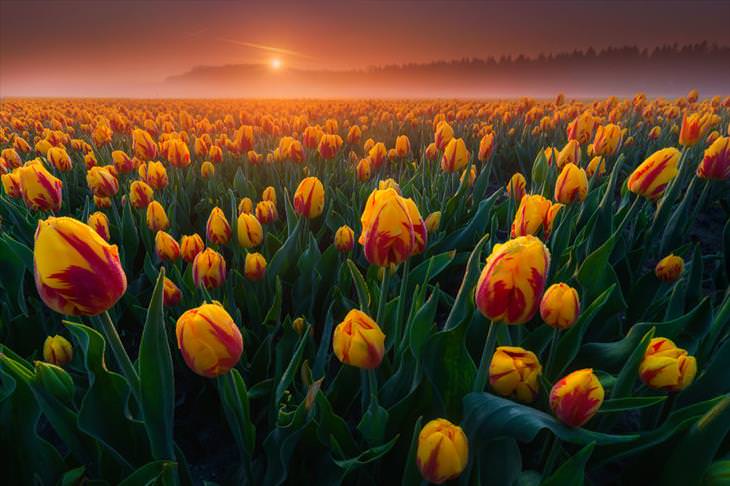 Stunning Tulip Photographs 