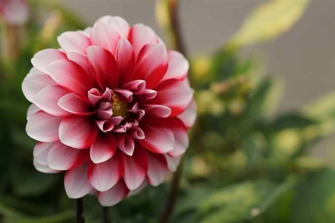 A beautiful symmetrical flower