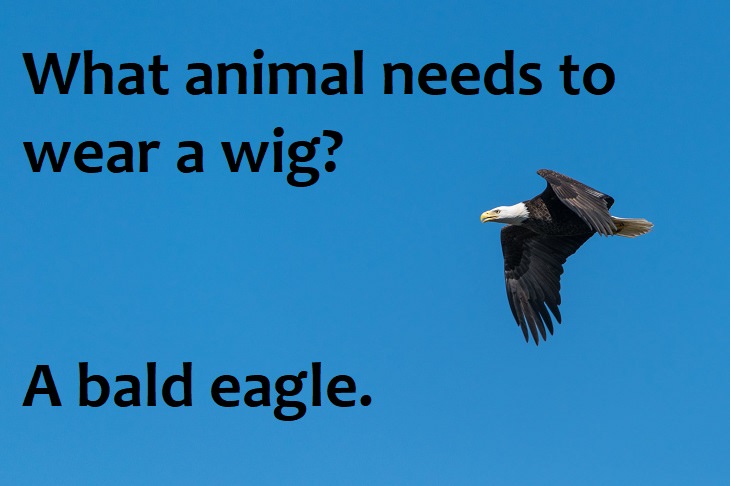 What animal needs to wear a wig? A bald eagle. animal jokes