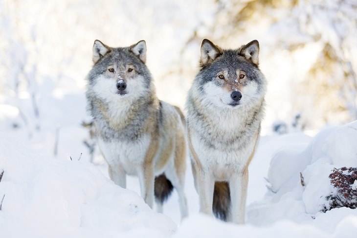 Cronotipos Animales Lobos