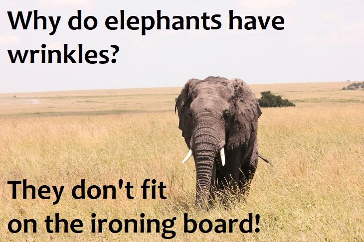 Why do elephants have wrinkles? They don't fit on the ironing board. family jokes