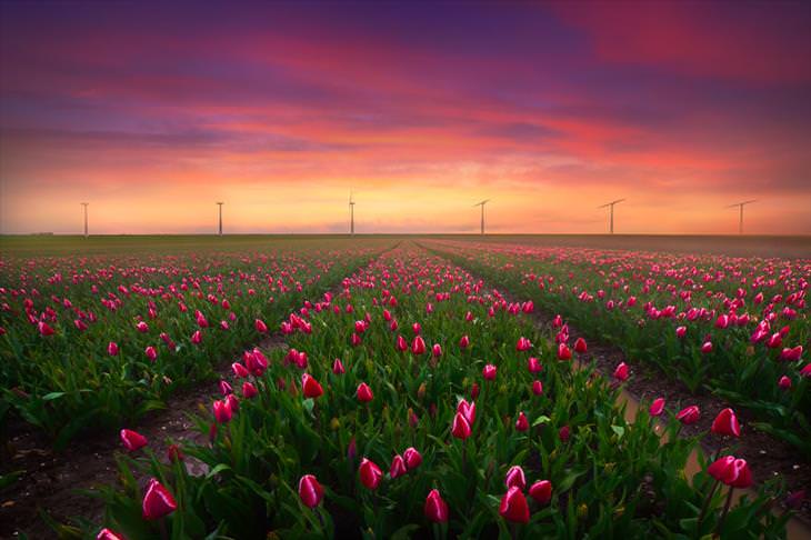 Stunning Tulip Photographs 