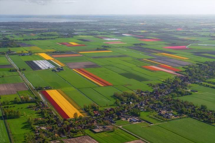 Stunning Tulip Photographs 