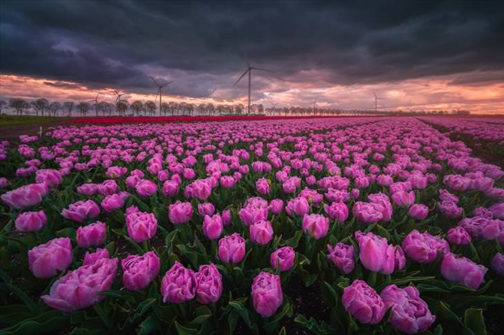 Stunning Tulip Photographs 