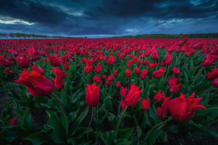 Stunning Tulip Photographs 