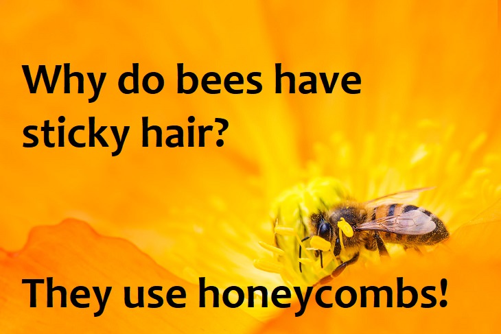 Why do bees have sticky hair? They use honeycombs. best family jokes ever