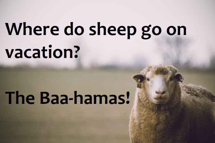 Where do sheep go on vacation? The Baa-hamas. clean family jokes