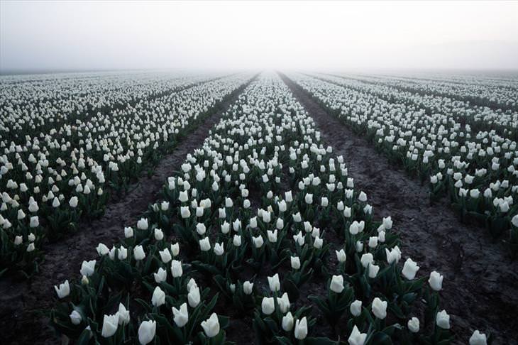 Stunning Tulip Photographs 