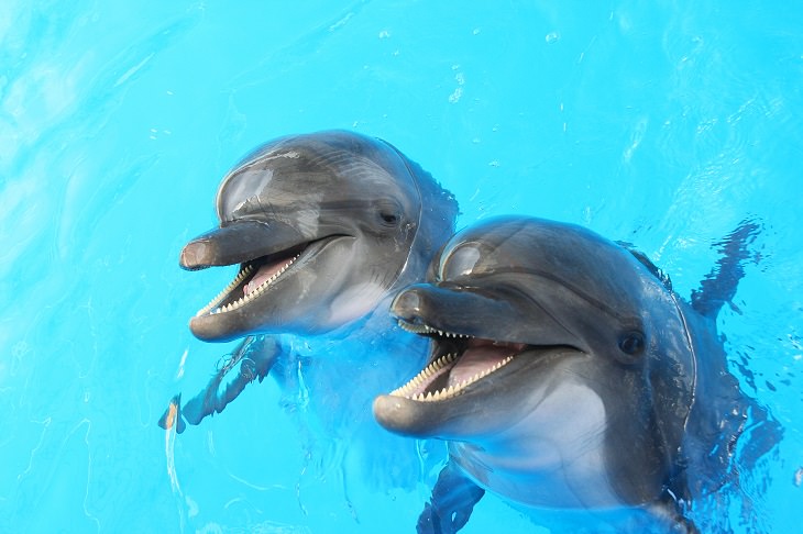 Cronotipos Animales Delfines