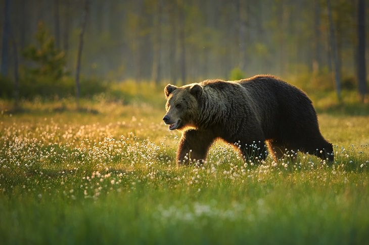 Cronotipos Animales Oso