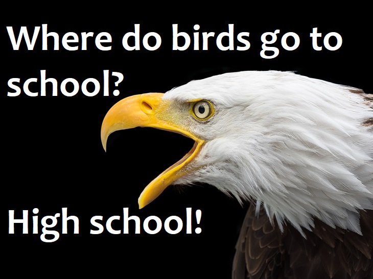 Where do birds go to school? High school.