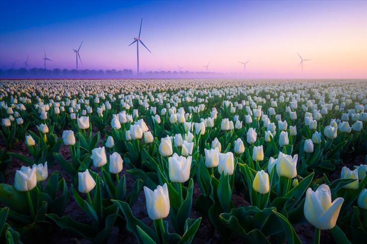 Stunning Tulip Photographs 