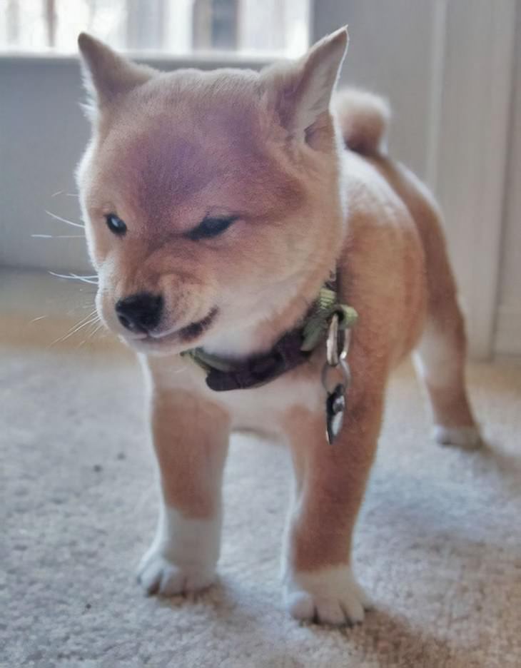 funny shiba