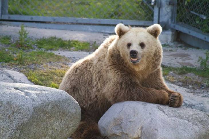 smiling bear