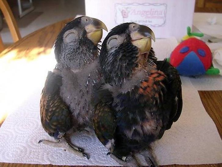 smiling parrots