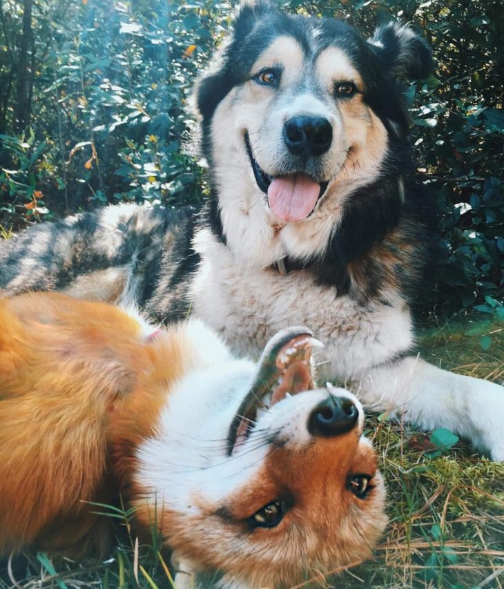 smiling fox and husky