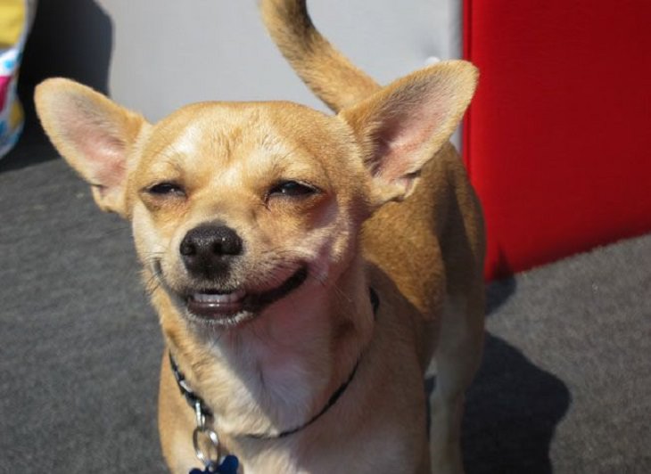 smiling chihuahua 