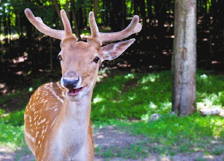 smiling deer