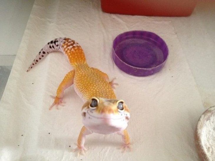 smiling lizard