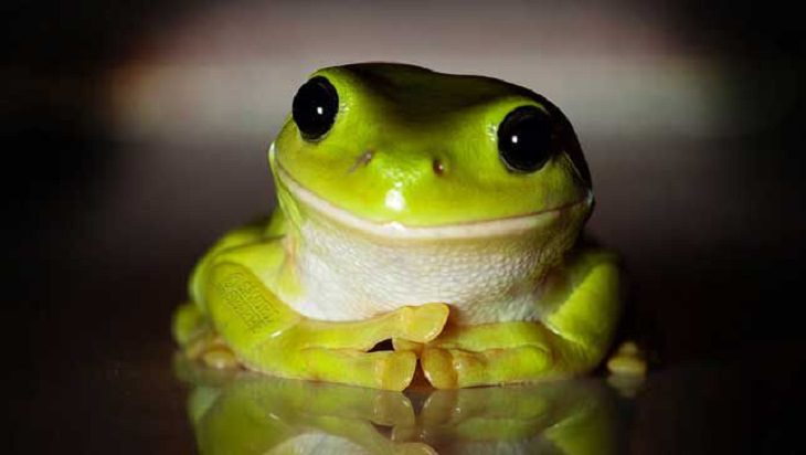 smiling frog