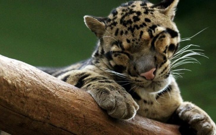 smiling tiger cub