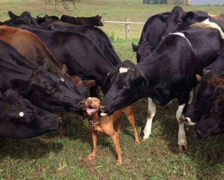 smiling dog